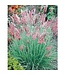 Savannah Ruby Grass 1G
