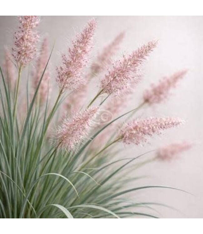 Savannah Ruby Grass 1G