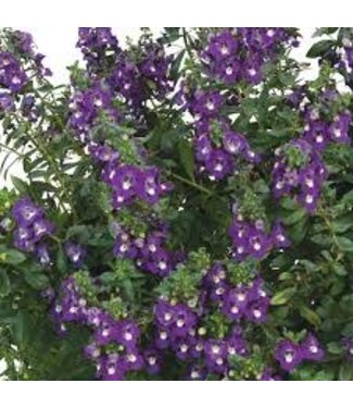 Angelonia Asst 1G PW