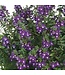 Angelonia Asst 1G PW