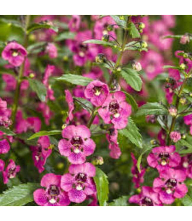 Angelonia Asst 1G PW