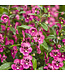 Angelonia Asst 1G PW
