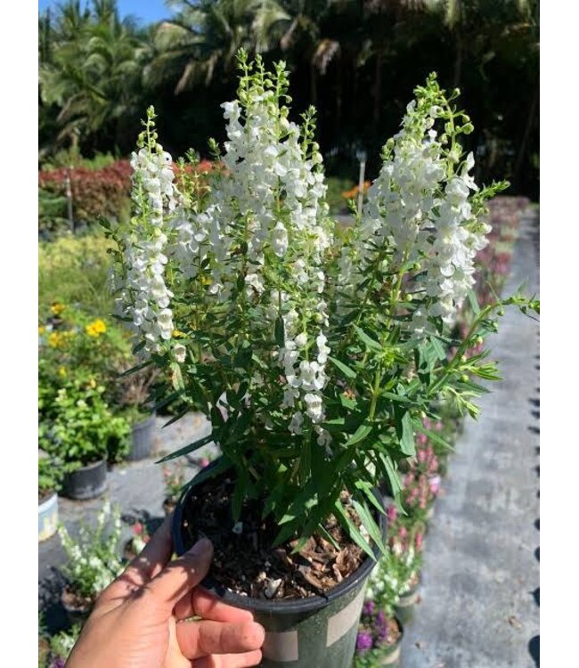 Angelonia Asst 1G PW