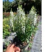 Angelonia Asst 1G PW