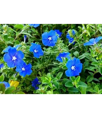 Evolvulus Blue Daze 4in