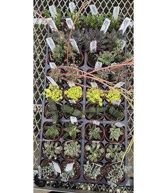 Asst. Succulent 2in