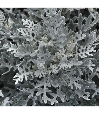 Dusty Miller 3.5"