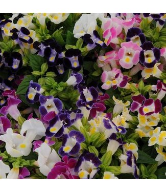 Torenia Asst. 3.5"
