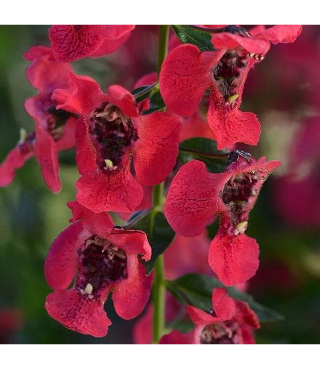 Angelonia Asst. 4.25"