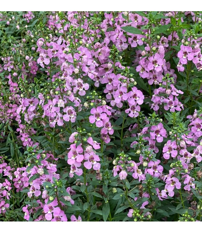 Angelonia Asst. 4.25"