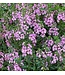 Angelonia Asst. 4.25"