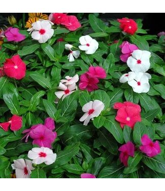 Vinca Cora Cascade Asst. 4.25