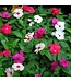 Vinca Cora Cascade Asst. 4.25