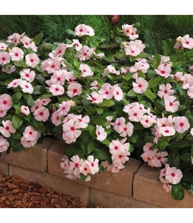 Vinca Cora Cascade Asst. 4.25
