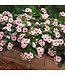 Vinca Cora Cascade Asst. 4.25
