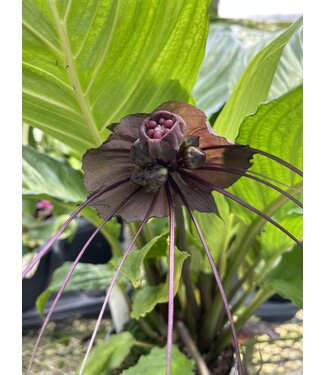 Black Bat Flower, Tacca chantrieri 4.25