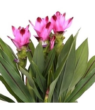 Curcuma 4.25 in
