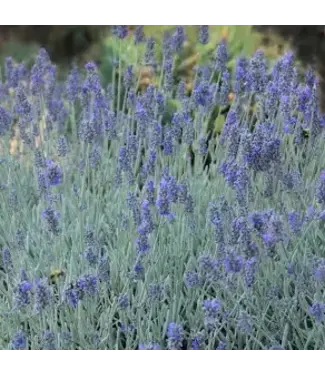Lavender Flowering 6"