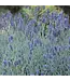 Lavender Flowering 6"