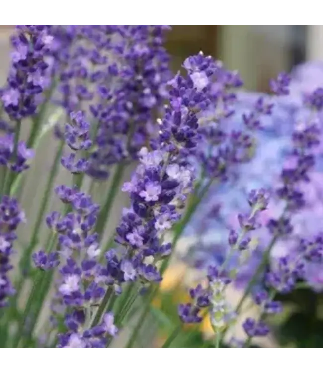 Lavender Flowering 6"