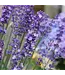 Lavender Flowering 6"