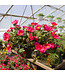 HB Purslane 10in Hanging Basket Asst