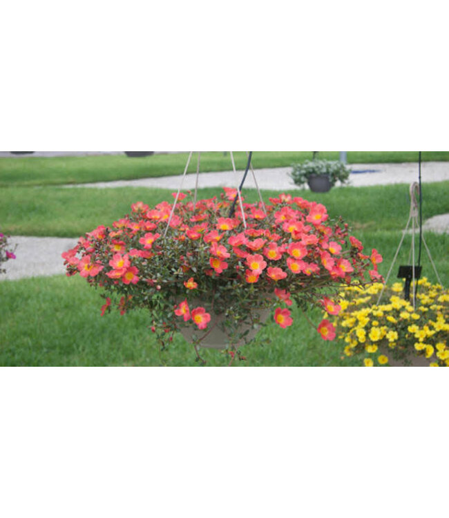 HB Purslane 10in Hanging Basket Asst