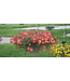 HB Purslane 10in Hanging Basket Asst