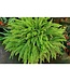 Fern Boston Nevada 10" Hanging Basket
