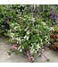 HB Scaevola 10in Hanging Basket
