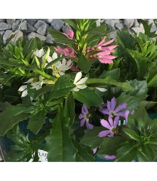HB Scaevola 10in Hanging Basket