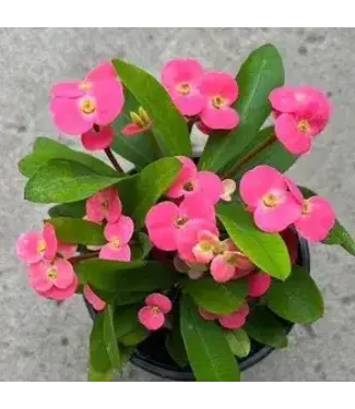 Crown of Thorns 4.25in