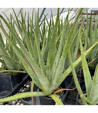 Aloe Vera 6"