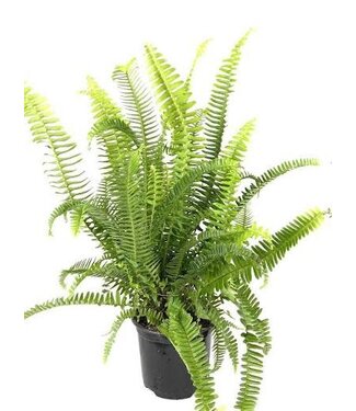 The Plant Shoppe Fern  Sword 6 in