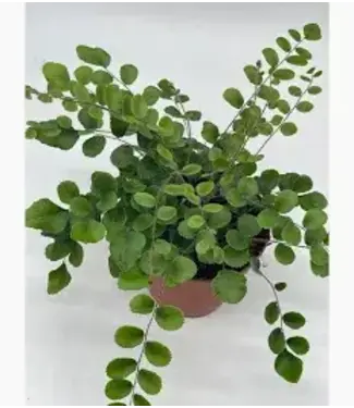 Button Fern 4"