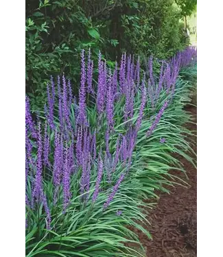 The Plant Shoppe Liriope 'Super Blue' 6 in