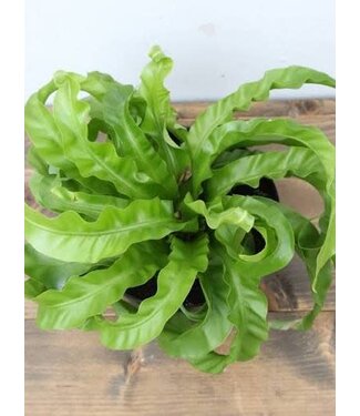 Fern-Birdsnest Hurricane 6in