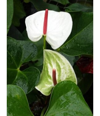Flowering Anthurium White Heart 6" Grow Pot