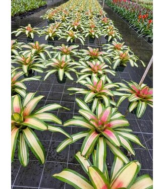Neoregelia Bromeliad 6"