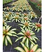 Neoregelia Bromeliad 6"