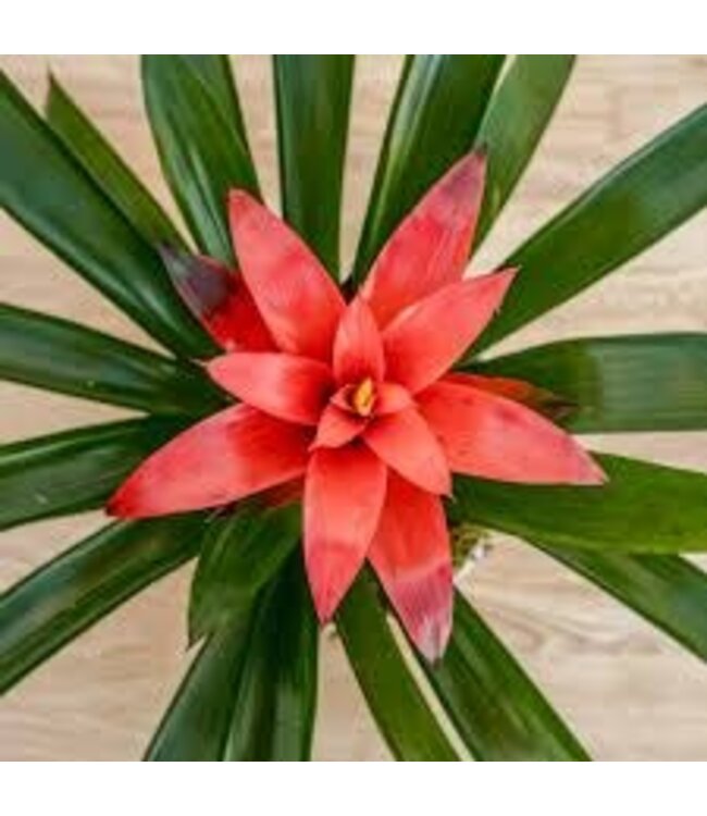Neoregelia Bromeliad 6"