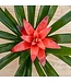 Neoregelia Bromeliad 6"