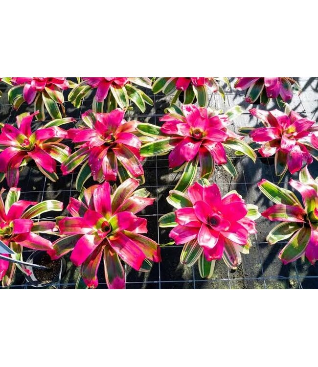 Neoregelia Bromeliad 6"