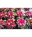 Neoregelia Bromeliad 6"
