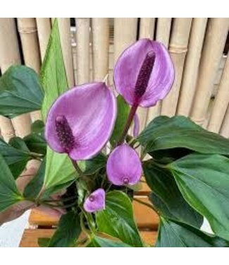 Flowering Anthurium Miss June 8in