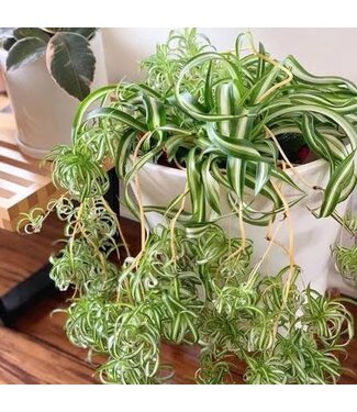 Spider Plant Curly 10" Hanging Basket HB