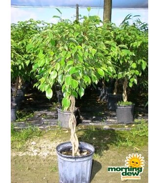Ficus-Benjamina Braid 10in