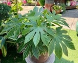 More Than a Plant Shoppe—Everything for Your Space
