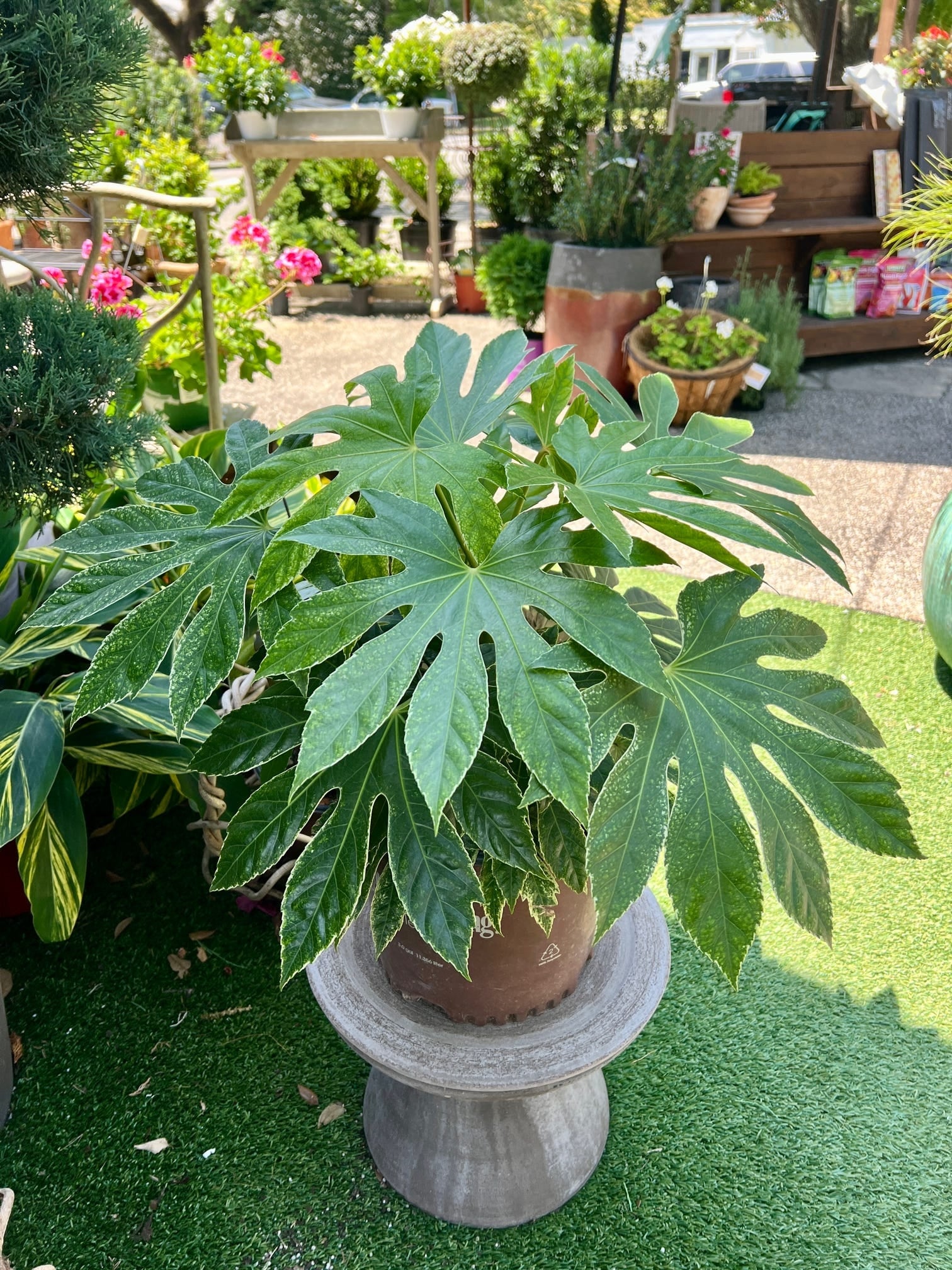 More Than a Plant Shoppe—Everything for Your Space
