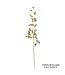 Gilded Plumosa Stem